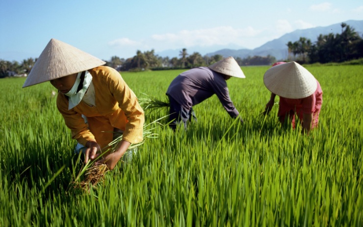 le-chapeau-conique-dans-le-travail