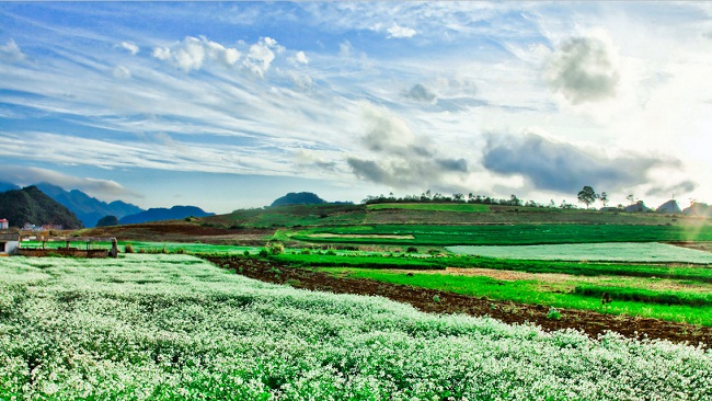 champ-des-fleurs-maichau-vietnam