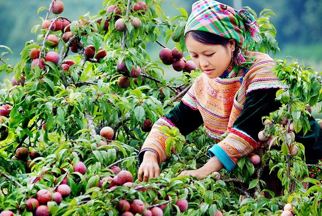 jeunne-fille-a-bacha-vietnam