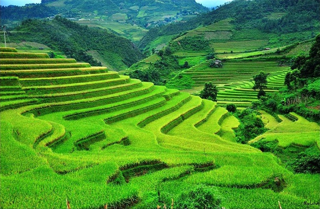 riziere-sapa-vietnam