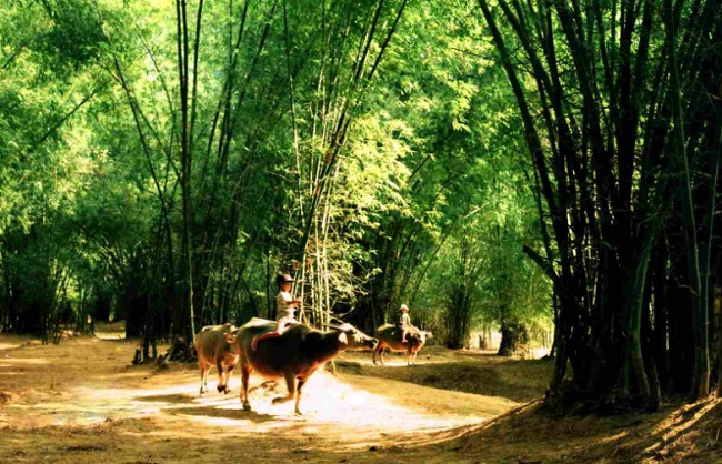 haie-de-bambou-vietnam