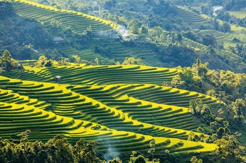 hoang-su-phi-arroz-campo-en-terraza-Vietnam 1