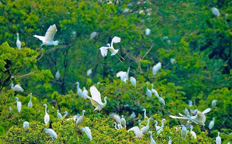 stork garden soc trang vietnam
