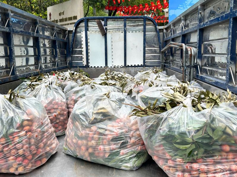 As lichias recém-colhidas em Mai Châu foram transportadas no próprio dia para serem distribuídas aos pacientes
