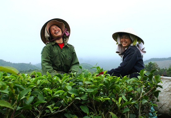 cueillette-du-the-vert-au-vietnam