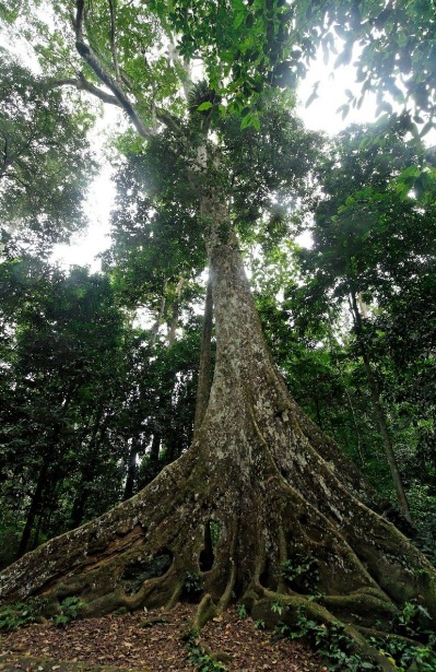 parc-national-cuc-phuong-trek