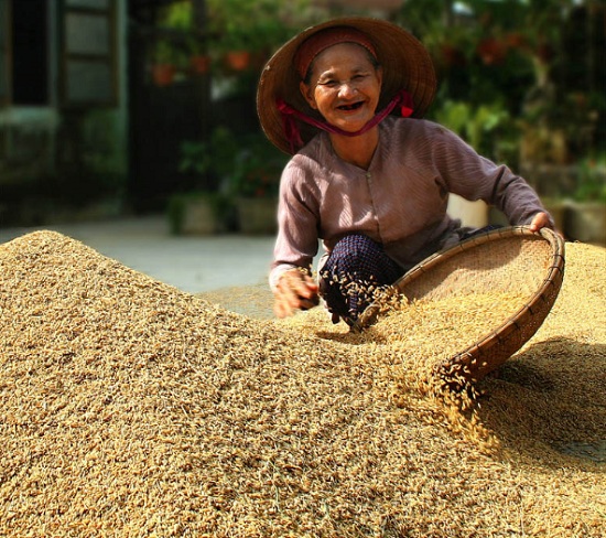 sechage-du-riz-vietnam