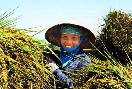 vietnam-saison-de-recolte