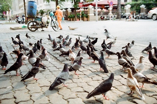 pigeon-saigon