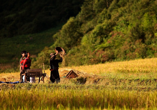 paysants-dans-le-champs-sapa