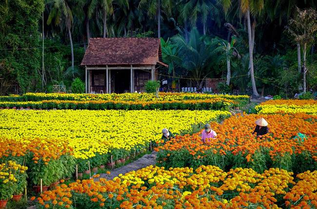 champs-de-fleurs-ben-tre-vietnam-photos